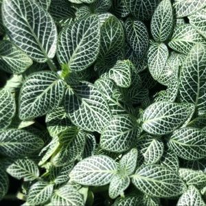 Meet your Posher, Franky